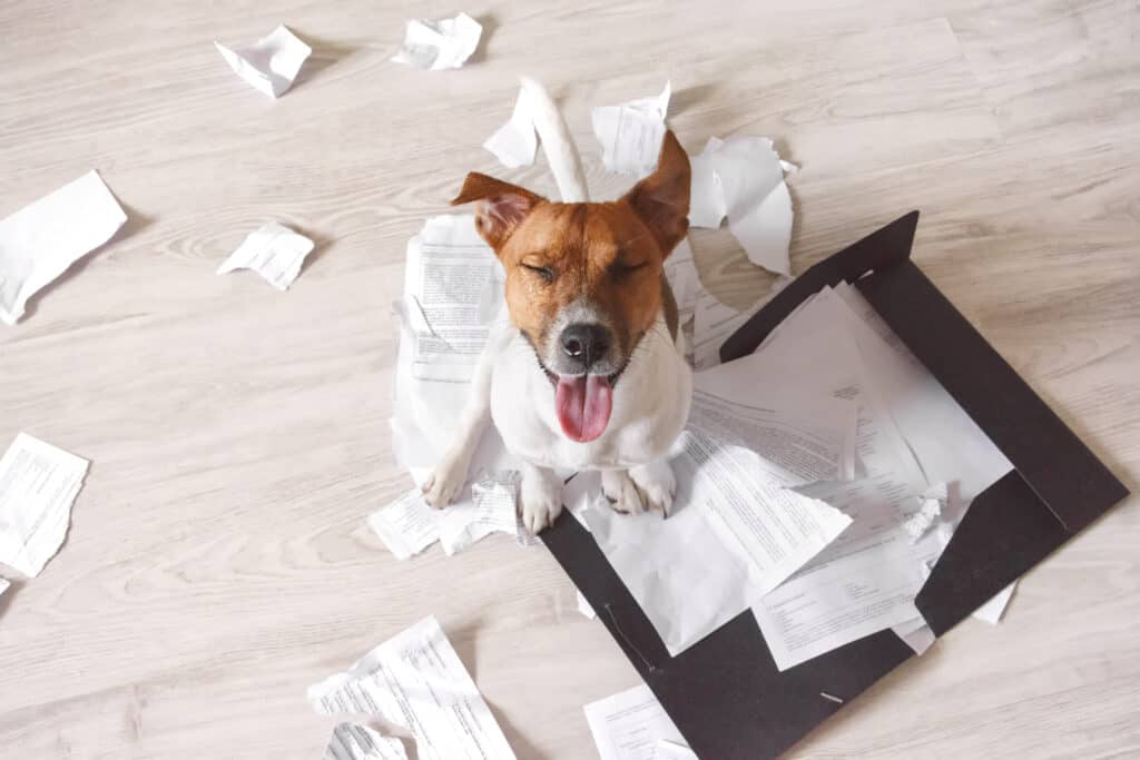 Hundehaftpflichtversicherung-Vergleich Hundehaftpflichtversicherung-Vergleich